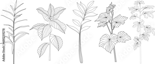 Set of hand drawn decorative plants. Black and white illustration isolate on white.