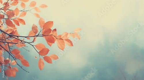 Colorful fall tree leafs against sky, vintage background photography