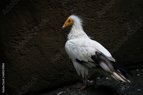 Egyptian Vulture - Neophron percnopterus, endangered white yellow headed vulture from Southern Europe, Asia and Africa, Eastern Rodope, Bulgaria. photo