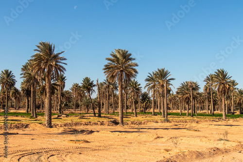 Palm trees in the oasis in Douz, Kebili, Tunisia © Khaled