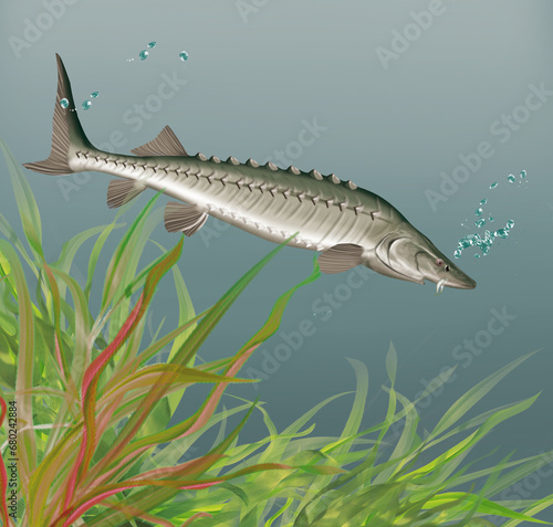 illustration d'un poisson  esturgeon        qui nage dans l'eau limpide avec des algues
