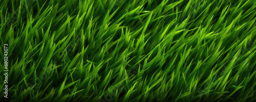 Green grass top view. Grass or lawn wide banner or panorama photo