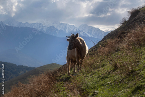 cow in an alpine meadow © Павел Ващенков