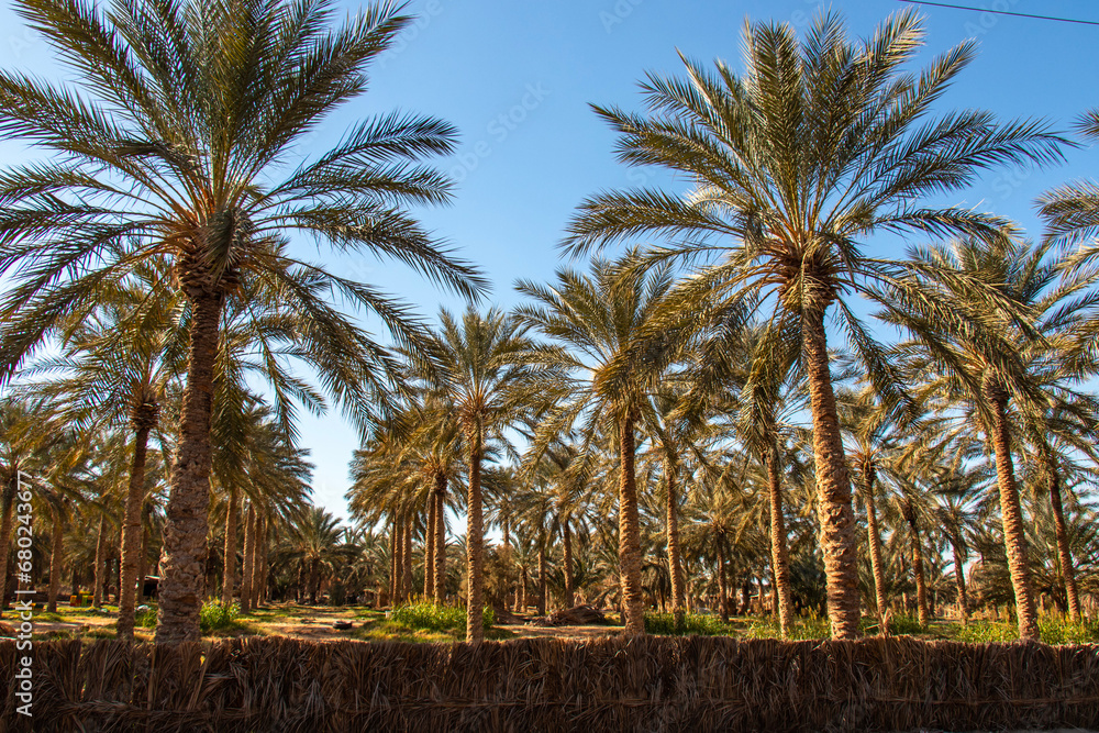 Palm trees in the oasis of Douz, Kebili, Tunisia