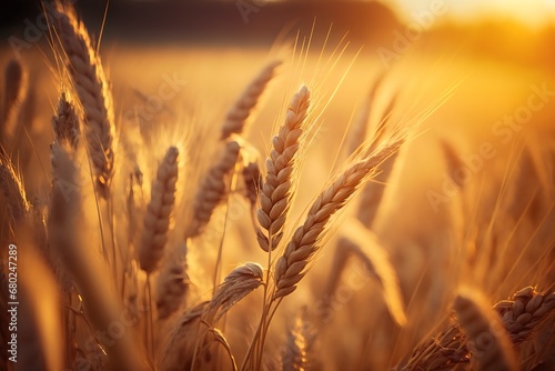 Wheat field at sunset. Ears of golden wheat close up. generative AI. 