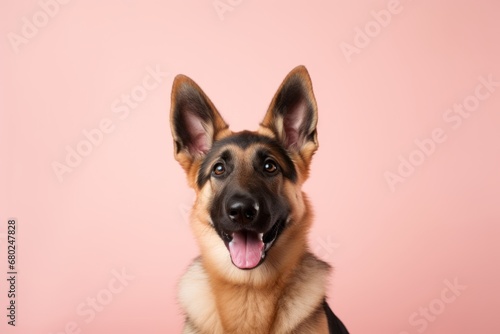 cute german shepherd sitting isolated on a pastel or soft colors background