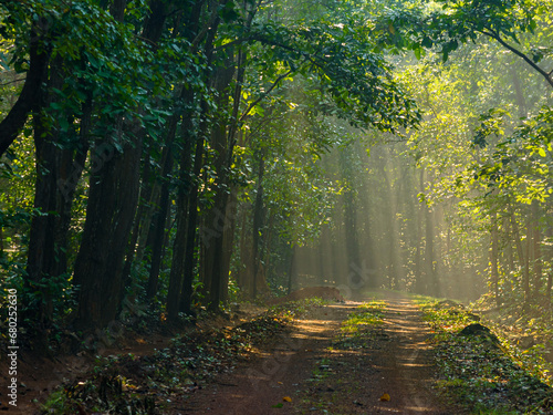 Landscape View of Sunrays in the Indian forest. 