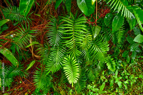 plantas, Laguna De Montebello, Chiapas, Nadar En El Paraíso, Balsas De Montebello, Bosque De Pinos, México, Parque Nacional, Lagos De Colores, Frontera Con Guatemala, Ecoturismo, panoramica photo