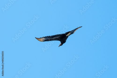 Black Vulture Flying Showing White Wing Tips