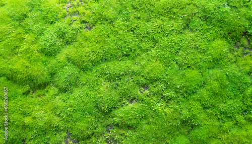 close up green moss texture background green texture