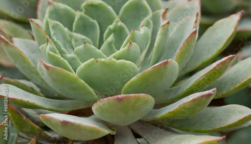 succulent plant detail