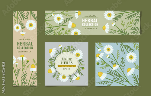 Vector drawing of chamomile. Isolated flower and leaves banners set. Detailed botanical sketch for tea label, organic cosmetics, medicine, aromatherapy