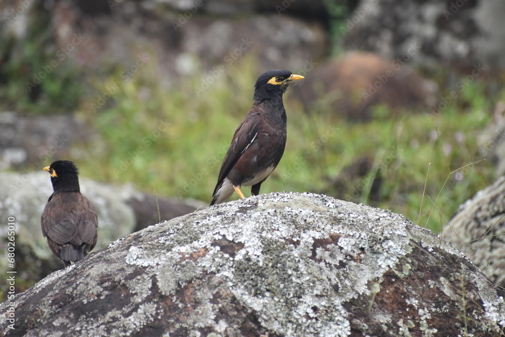Obraz premium red winged blackbird