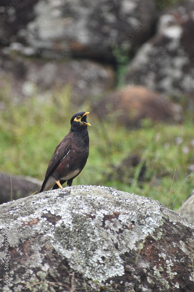 Fototapeta premium bird on a rock