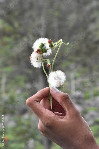 flower in the hand