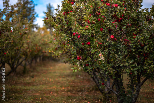 apples on a tree