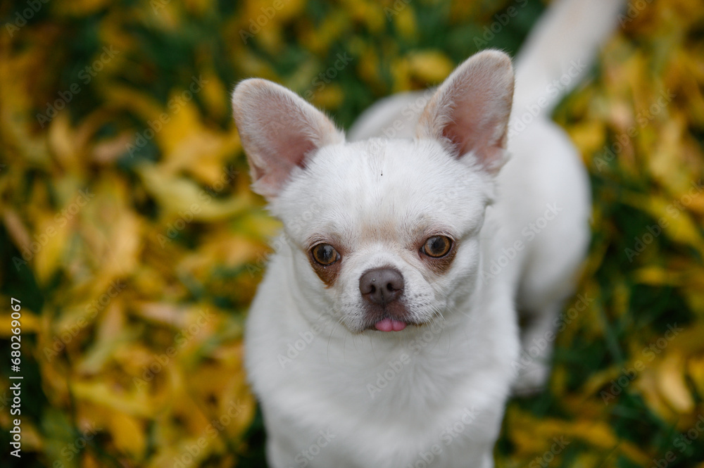 white chihuahua dog posing in fallen leaves