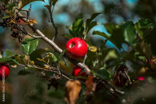 Bright Red Apple on a Tree
