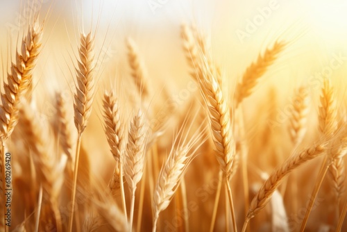  a close up of a field of wheat with the sun shining through the ears of the wheat in the background.