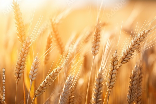  a close up of a wheat field with the sun shining on the ears of the wheat in the foreground.