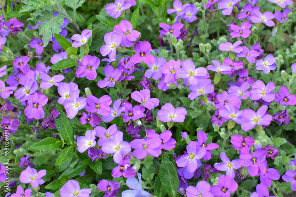 Obraz premium Aubrieta blooms in a flower bed in the garden
