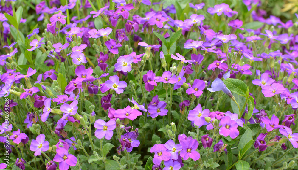 Obraz premium Aubrieta blooms in a flower bed in the garden