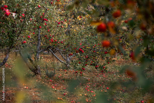 autumn in the forest apple orchard