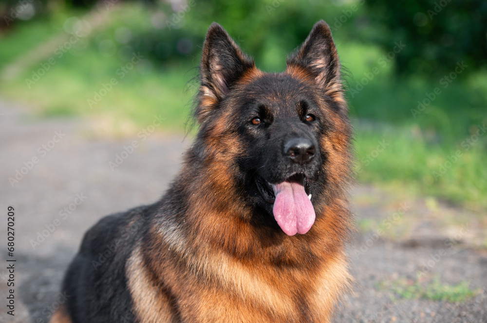 portrait of a german shepherd dog portrait of a german shepherd dog