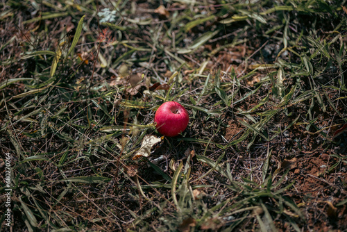 red apple in the grass