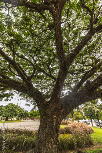 árvore na cidade de Vitória, Estado do Espirito Santo, Brasil