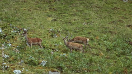 A pair of young Scottish red deer (Cervus elaphus scoticus) standing on a mountainside. North West Sutherland, Scotland photo