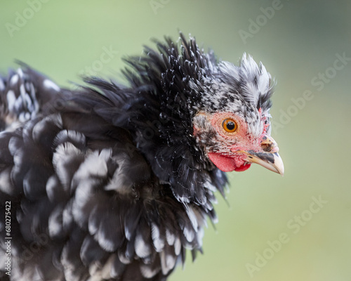 Close up head shot of black white chick shaking feathers © erwin