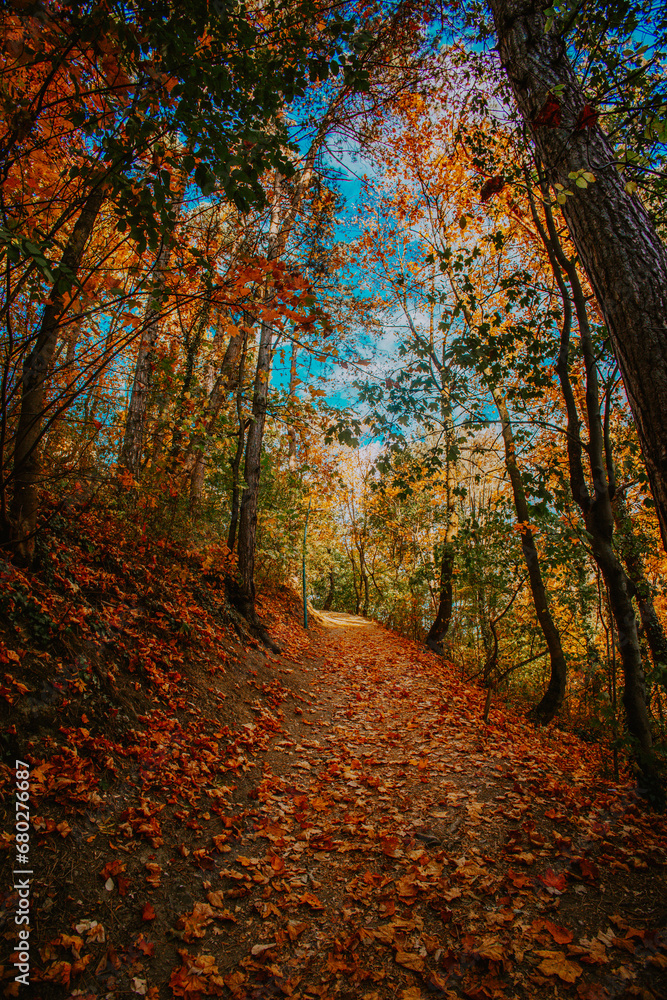 Fototapeta premium autumn in the forest