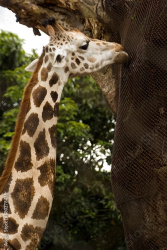 long neck of giraffe amidst jungle 