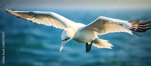 beautiful nature of Scotland, a stunning portrait of a Northern gannet showcases its captivating beak and piercing eye, as it gracefully soars above the vast ocean, embodying the mesmerizing wildlife photo