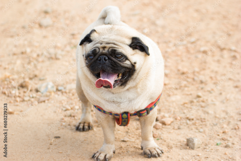 solo or single image of a pug a breed of dog making faces 