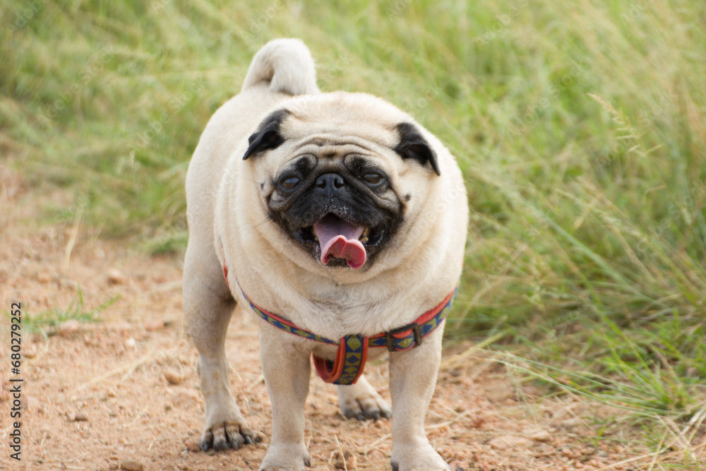 solo or single image of a pug a breed of dog making faces 