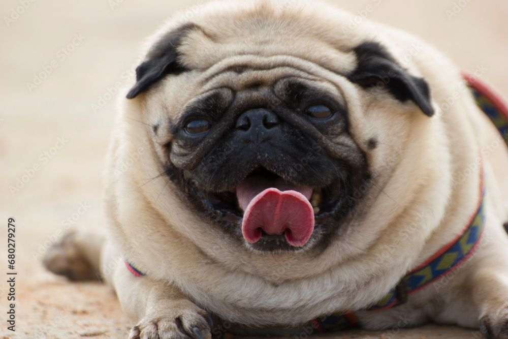 cute little pug puppy showing tongue 