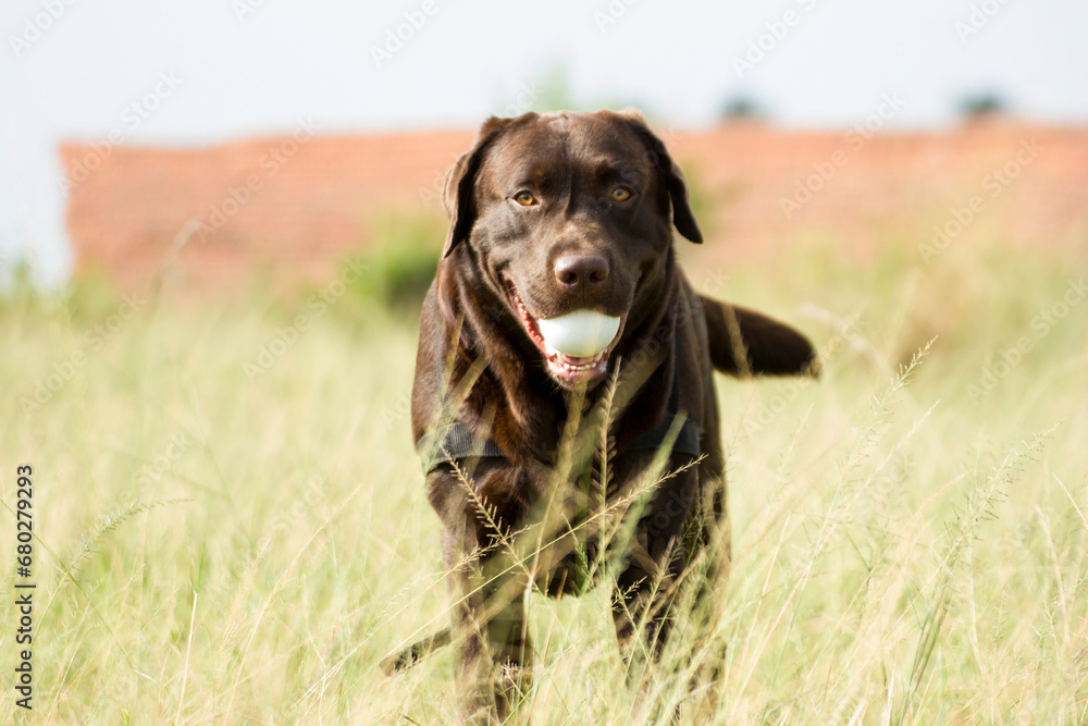 cute brown Labrador puppy in a park showing tongue cute brown Labrador puppy in a park showing tongue