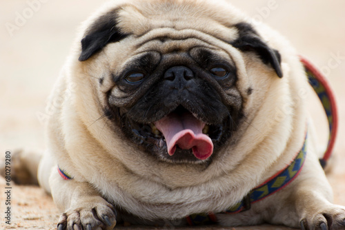 cute little pug puppy showing tongue  © Kaushik