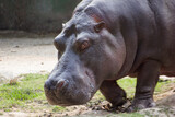 indian hippopotamus after a bath
