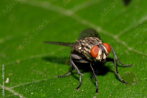 "Vibrant close-up of a fly captured in stunning detail, perfect for nature enthusiasts and design projects