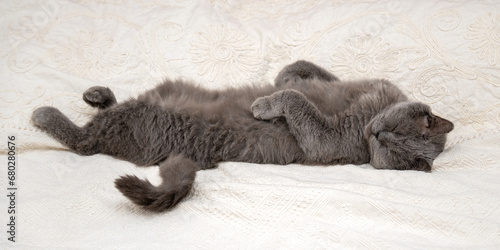 British shorthair gray purebred cat sleeps lying on its back on a white blanket on the bed