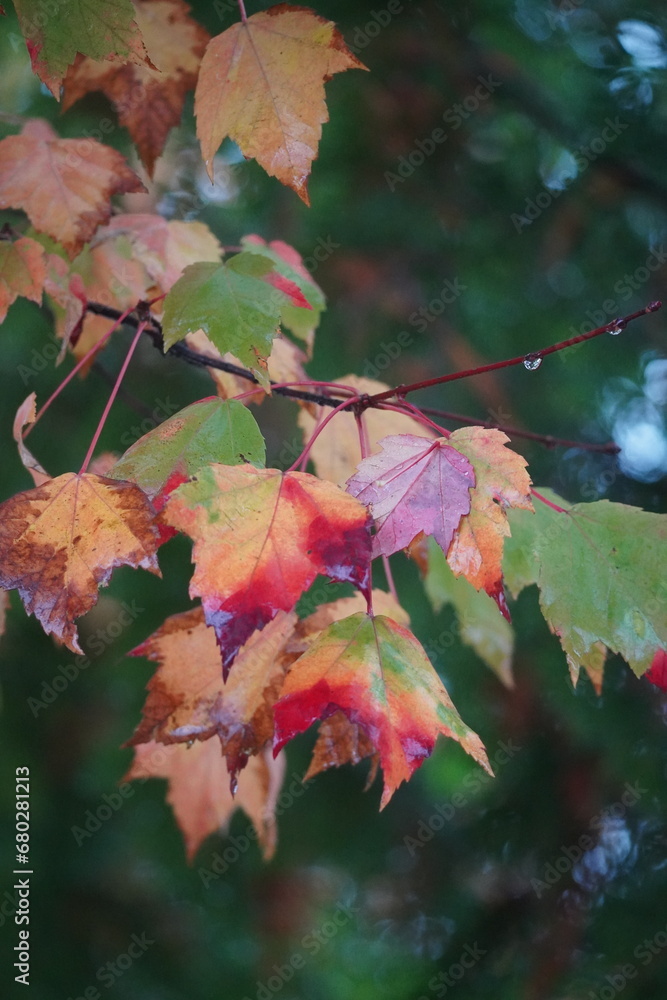 autumn leaves in the fallas