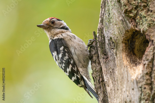 Lesser spotted woodpecker - Dryobates minor - by hollow with green background. Photo from Biebrza National Park in Poland.