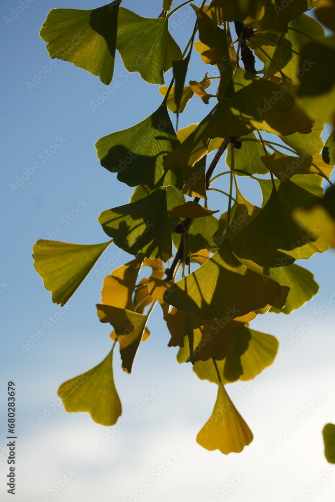 Obraz premium autumn leaves and tree in falls