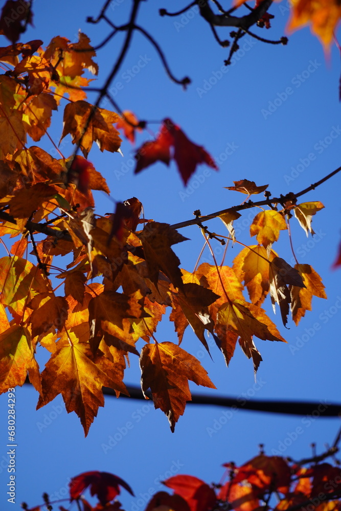 autumn leaves and tree in falls autumn leaves and tree in falls
