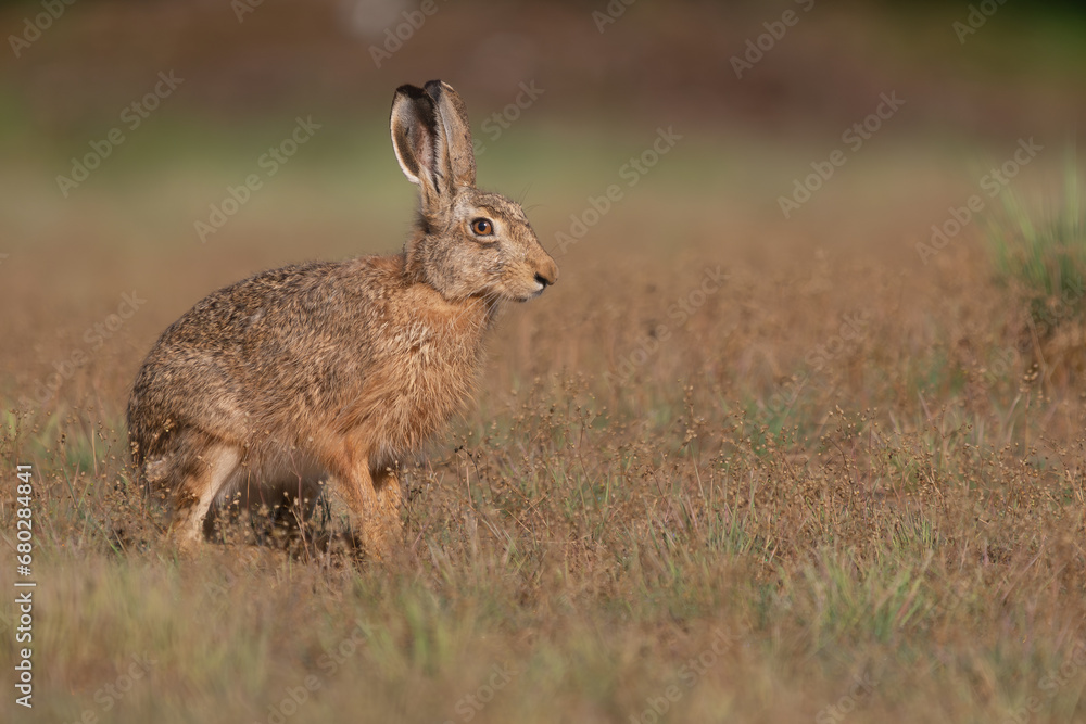 Cute european hare - Lepus europaeus Pallas - brown hare, standing in grass with dark yellow background at Biebrza National Park. Copy space on right. Cute european hare - Lepus europaeus Pallas - brown hare, standing in grass with dark yellow background at Biebrza National Park. Copy space on right.