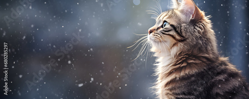 Photo of a fluffy wild cat outdoor in winter looking up at the falling snow. Cute cat under snowfall in warm colors. Banner for card, poster, print with copy space for text.