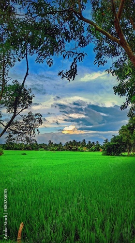 Kolkata, West Bengal, India, Bathing in the lush sea of green, the village fields cradle the promise of a golden harvest. Nature's symphony in every swaying rice plant.  photo